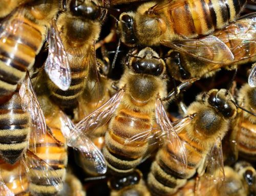 The Long Afternoon Invites You to Bliss Out at Drone Party on May 6