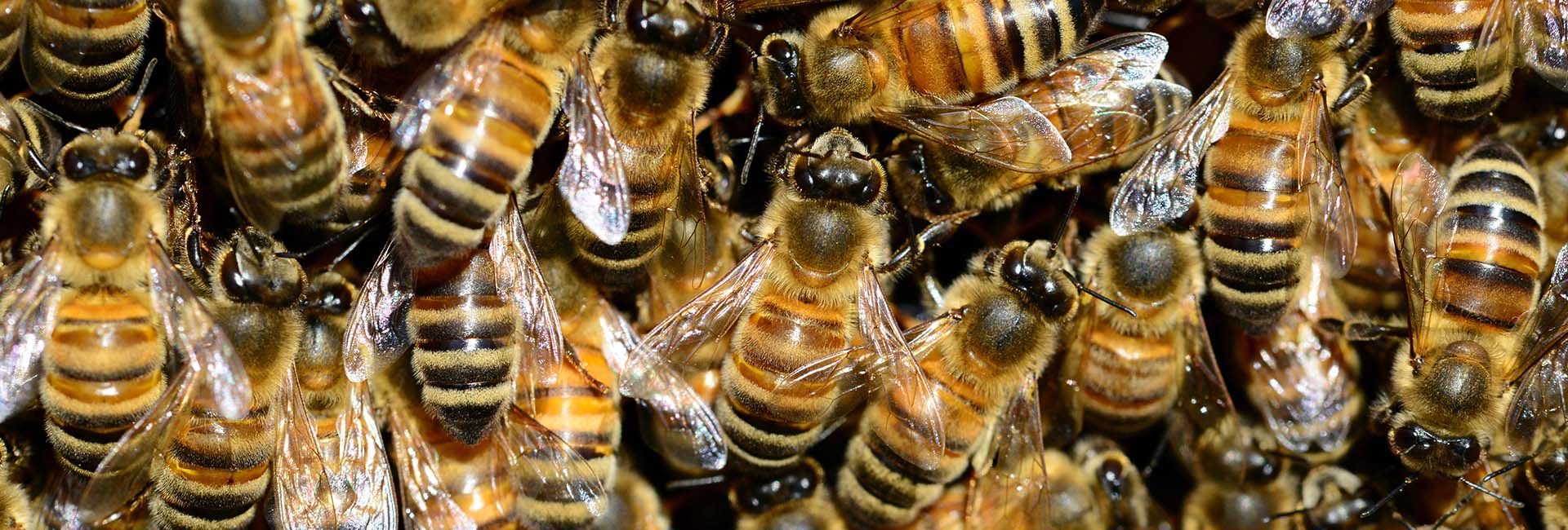 Honeybee Drones